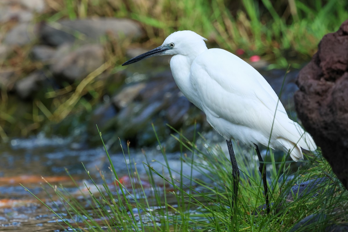 Чепура мала - ML644433182