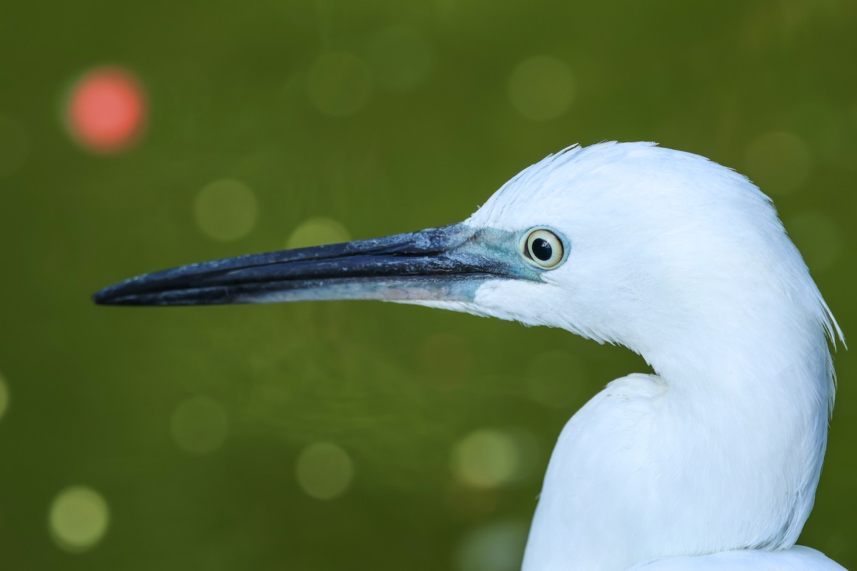 Чепура мала - ML644433184