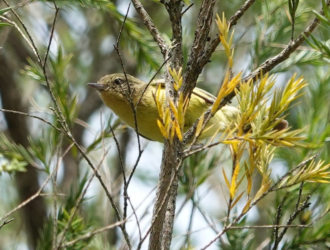 Yellow Thornbill - ML644433187