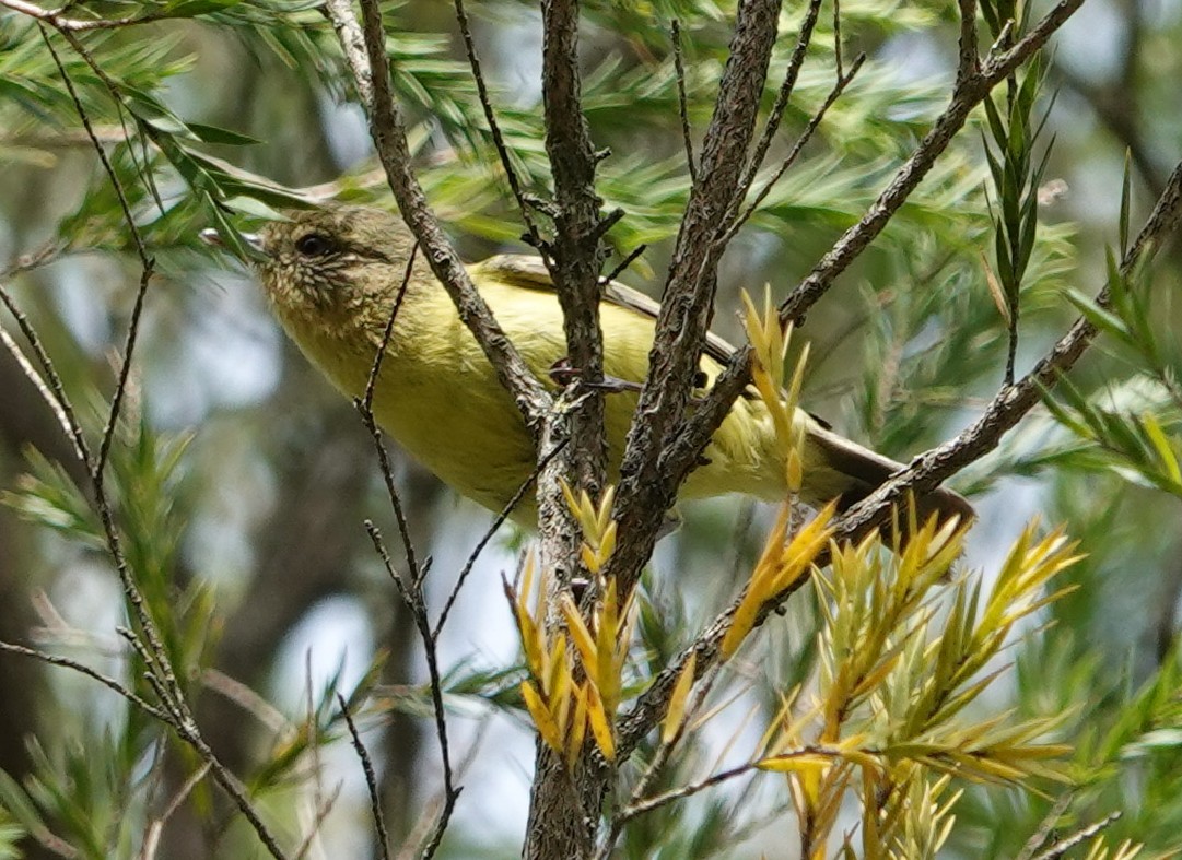 Yellow Thornbill - ML644433188