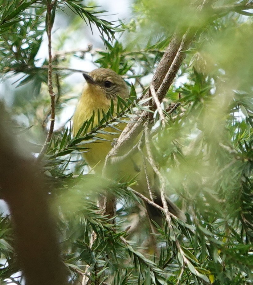 Yellow Thornbill - ML644433189