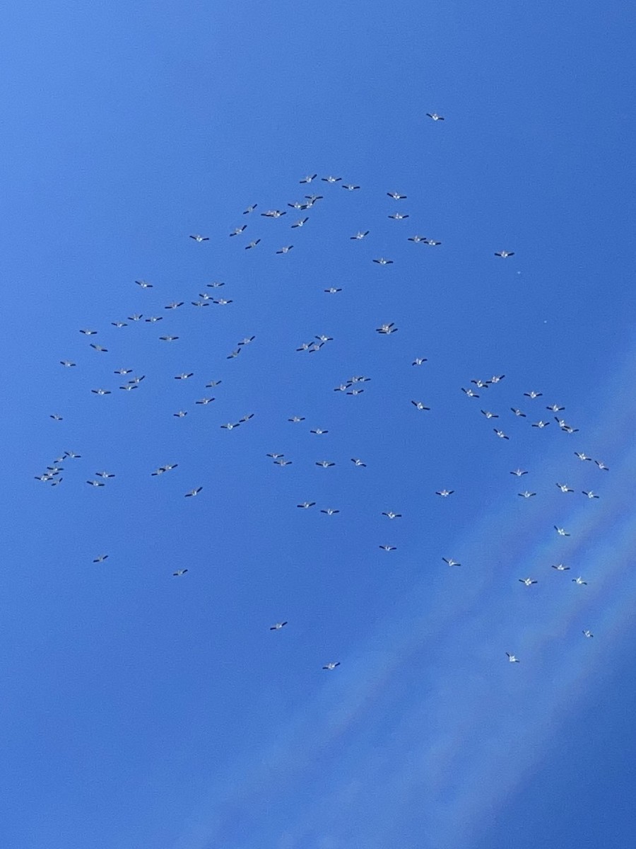 American White Pelican - ML644433191