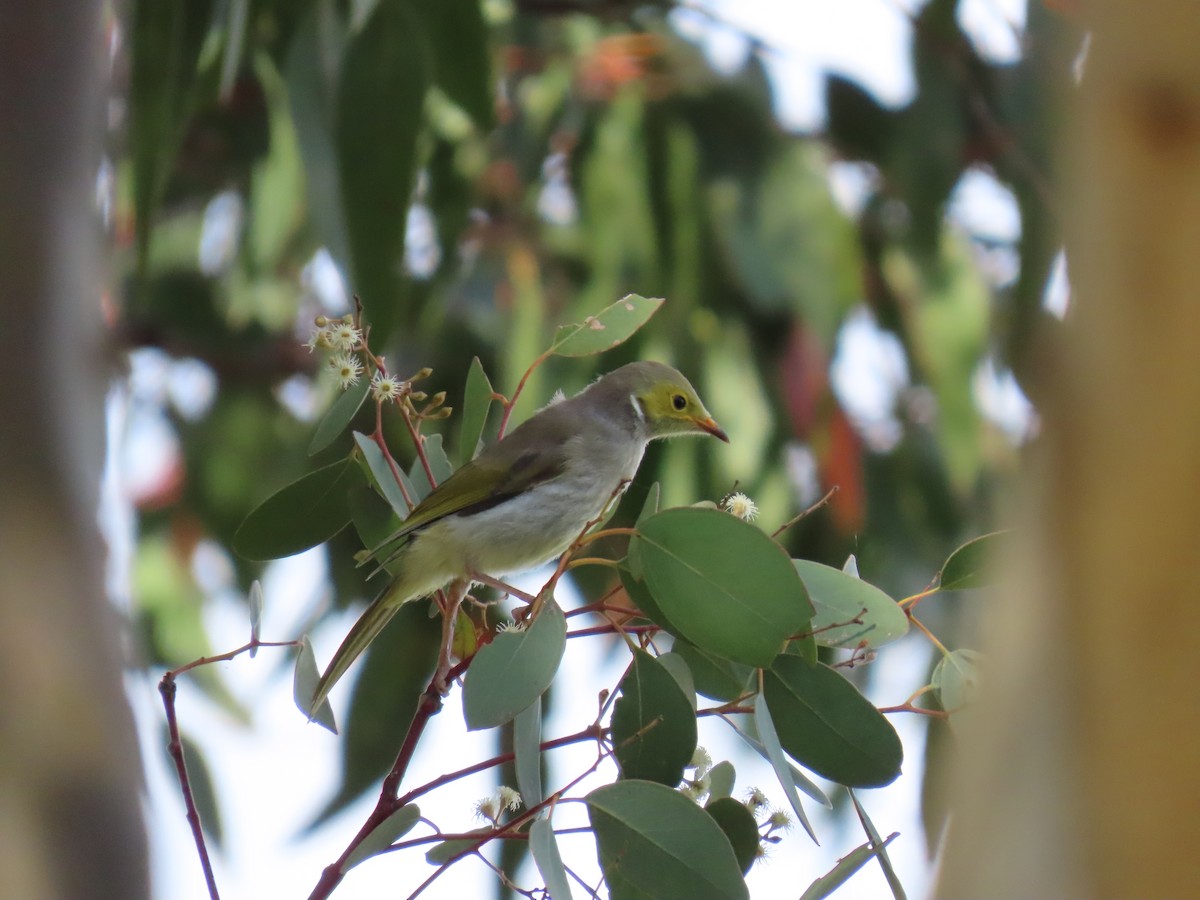 White-plumed Honeyeater - ML644433196