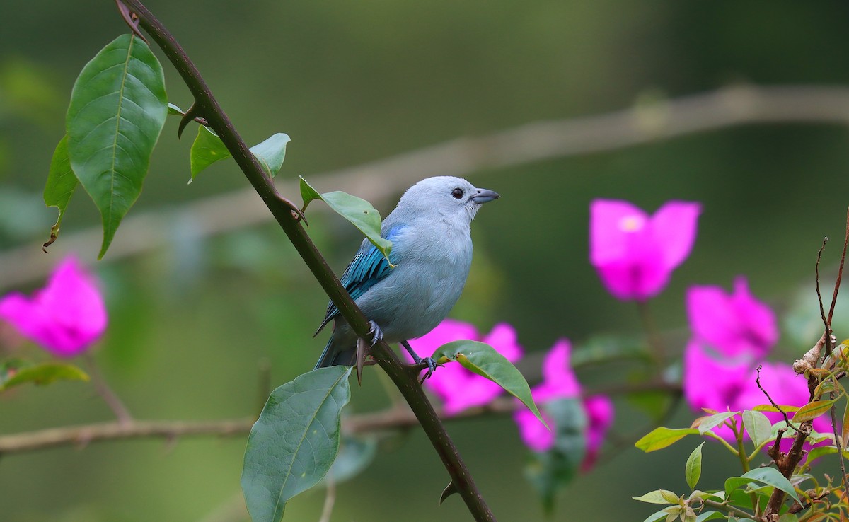 Blue-gray Tanager - ML644433197