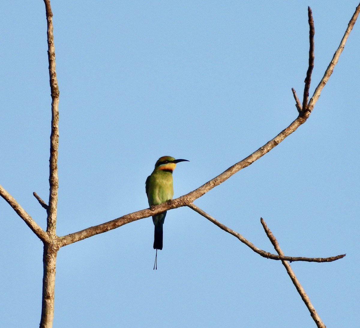 Радужная щурка - ML644433198