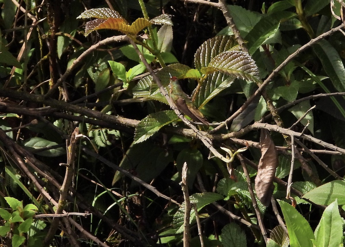Rufous-capped Thornbill - ML644433202