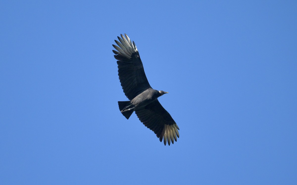 Black Vulture - ML644433215