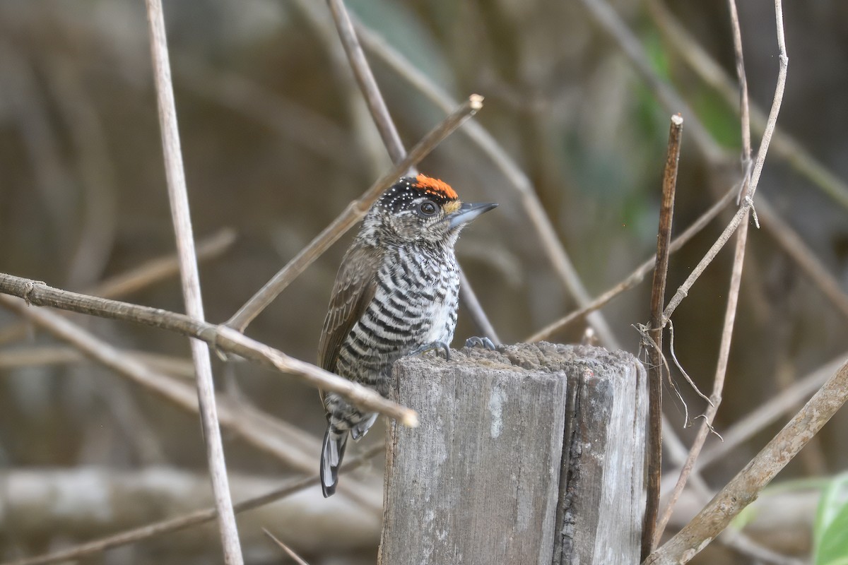 båndpikulett (cirratus gr.) - ML644433216