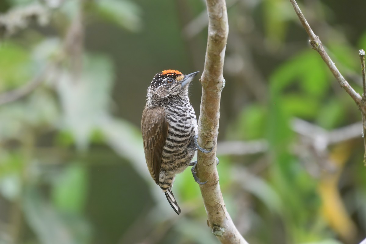 båndpikulett (cirratus gr.) - ML644433217