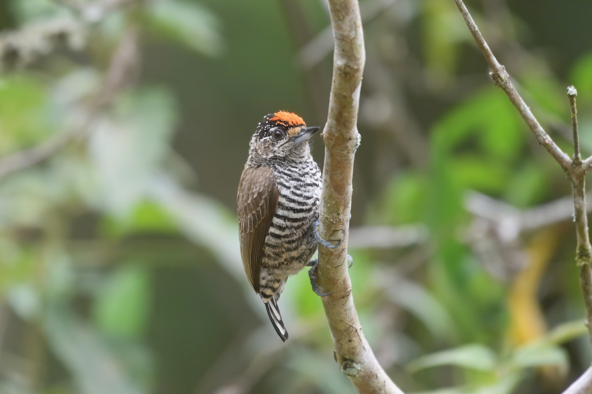 båndpikulett (cirratus gr.) - ML644433218