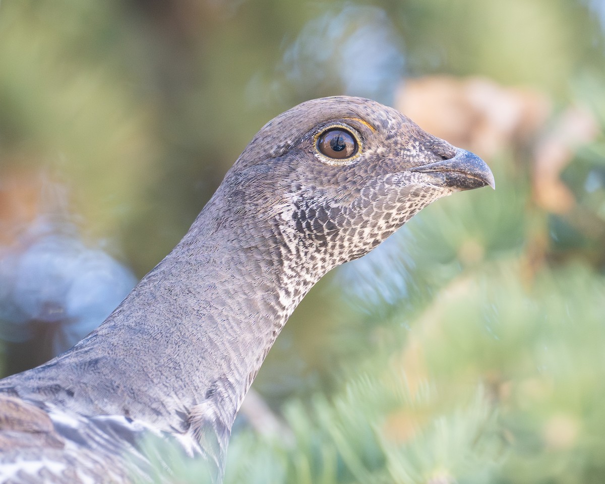 blåjerpe - ML644433221