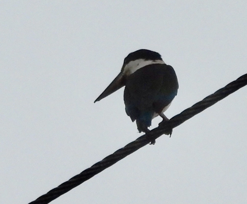 Torresian Kingfisher - ML644433224
