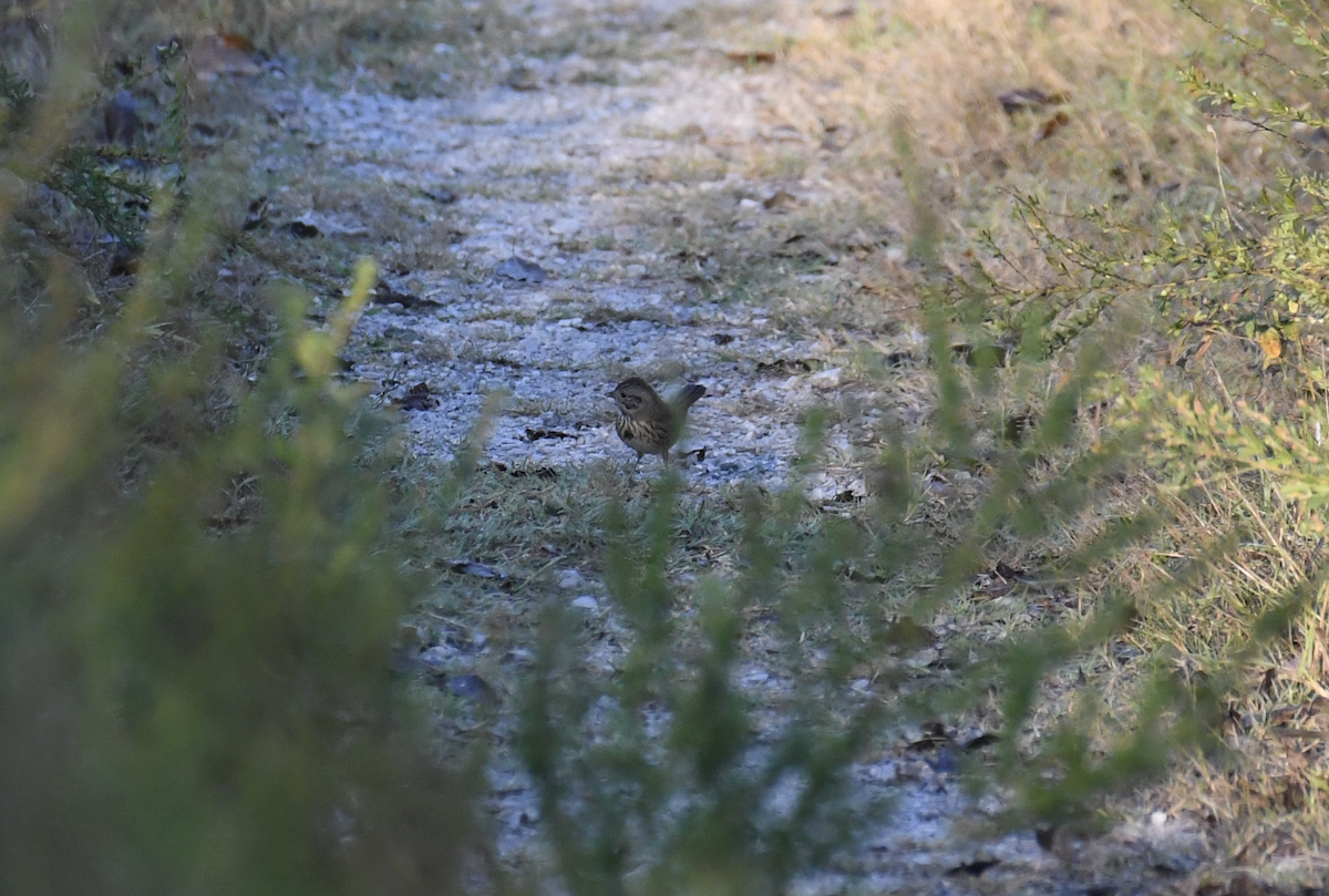 Lincoln's Sparrow - ML644433232