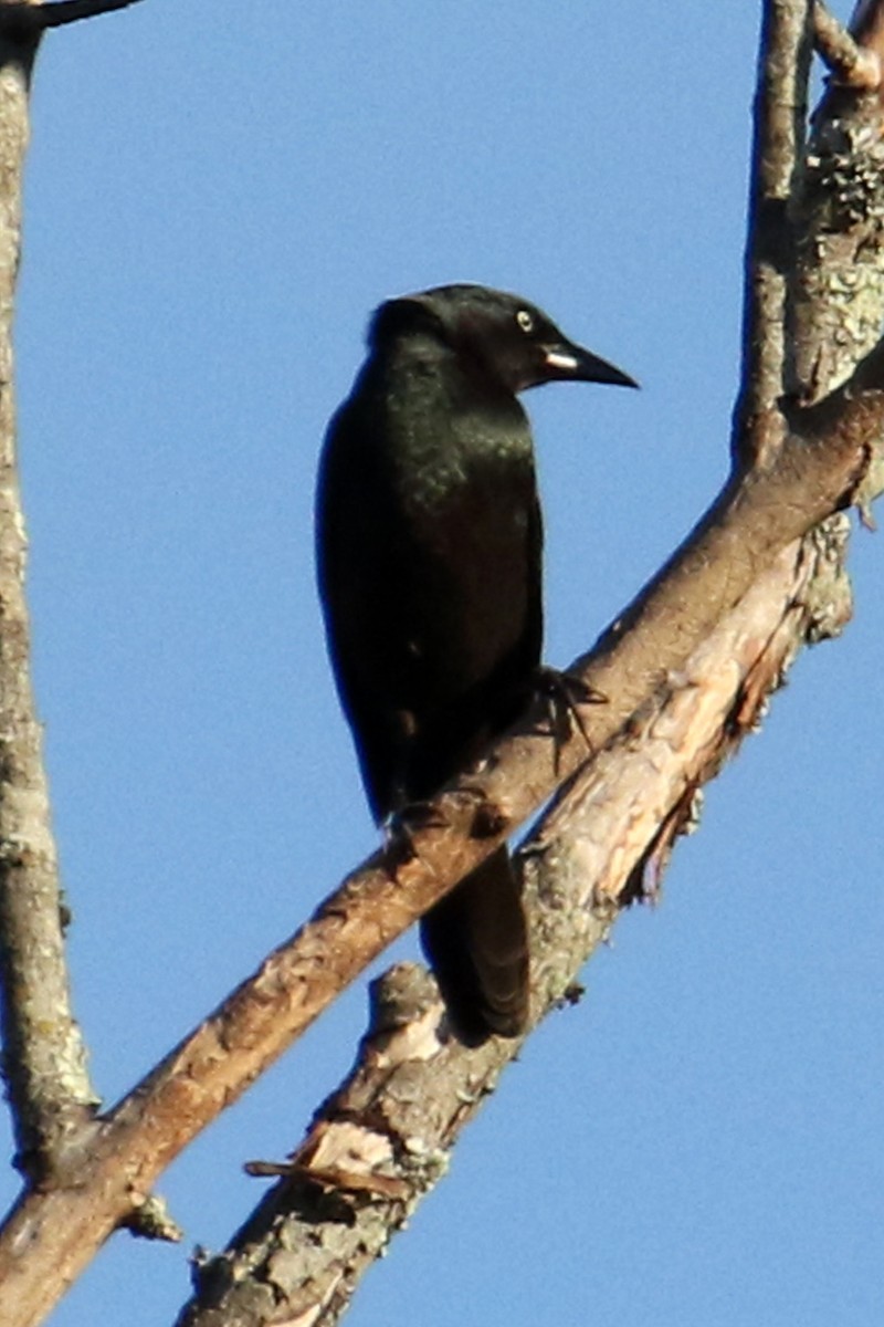 Common Grackle - ML644433235