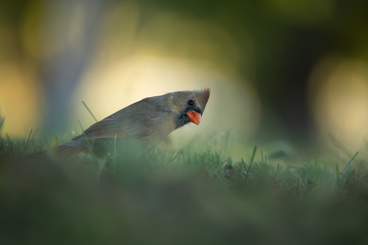 קרדינל צפוני - ML644433241