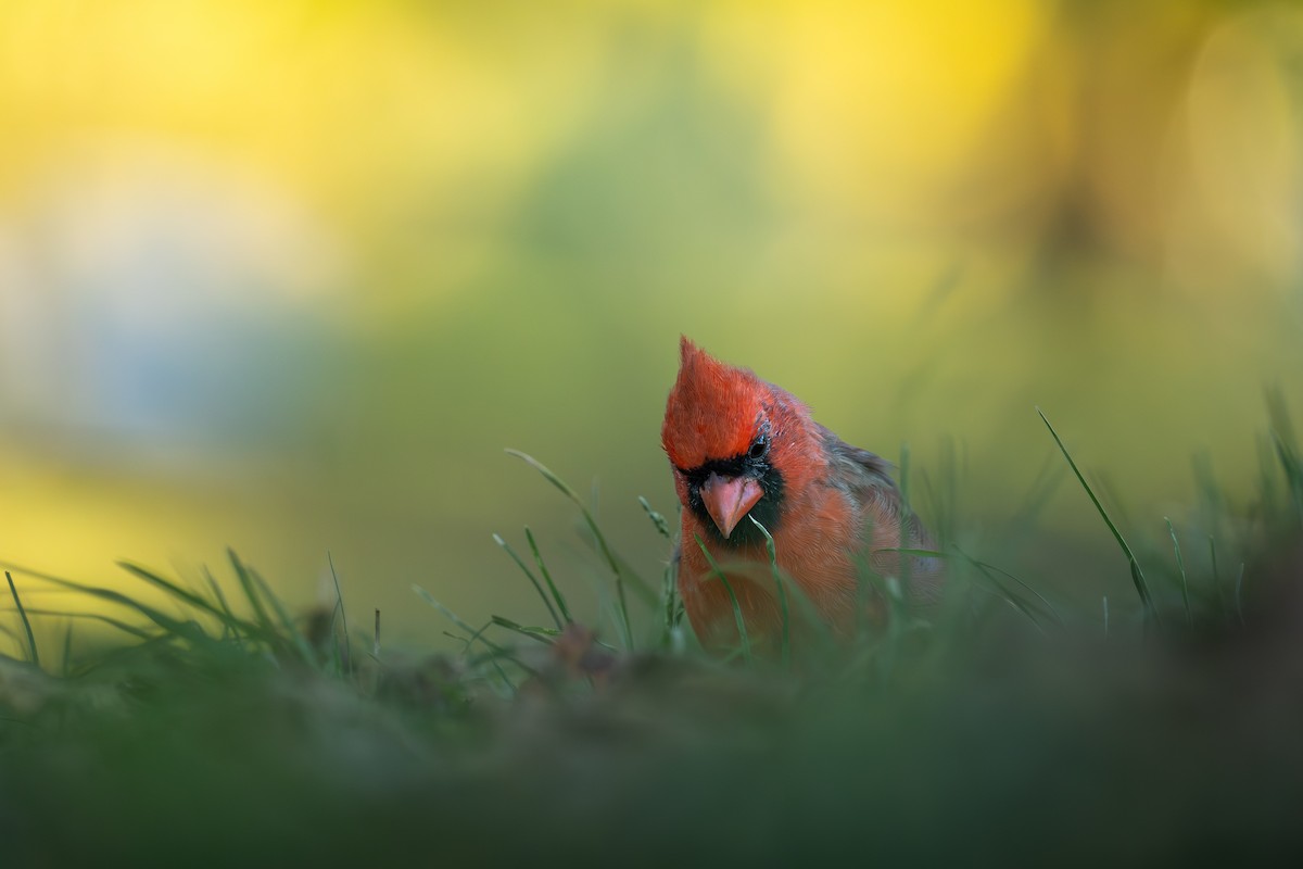 קרדינל צפוני - ML644433242