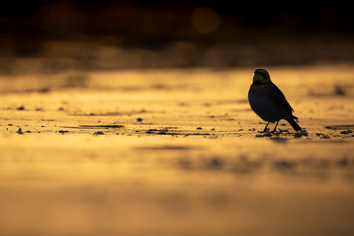 צחיחנית חרמון - ML644433245