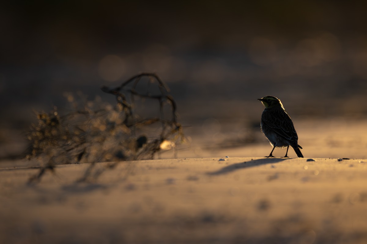 צחיחנית חרמון - ML644433246