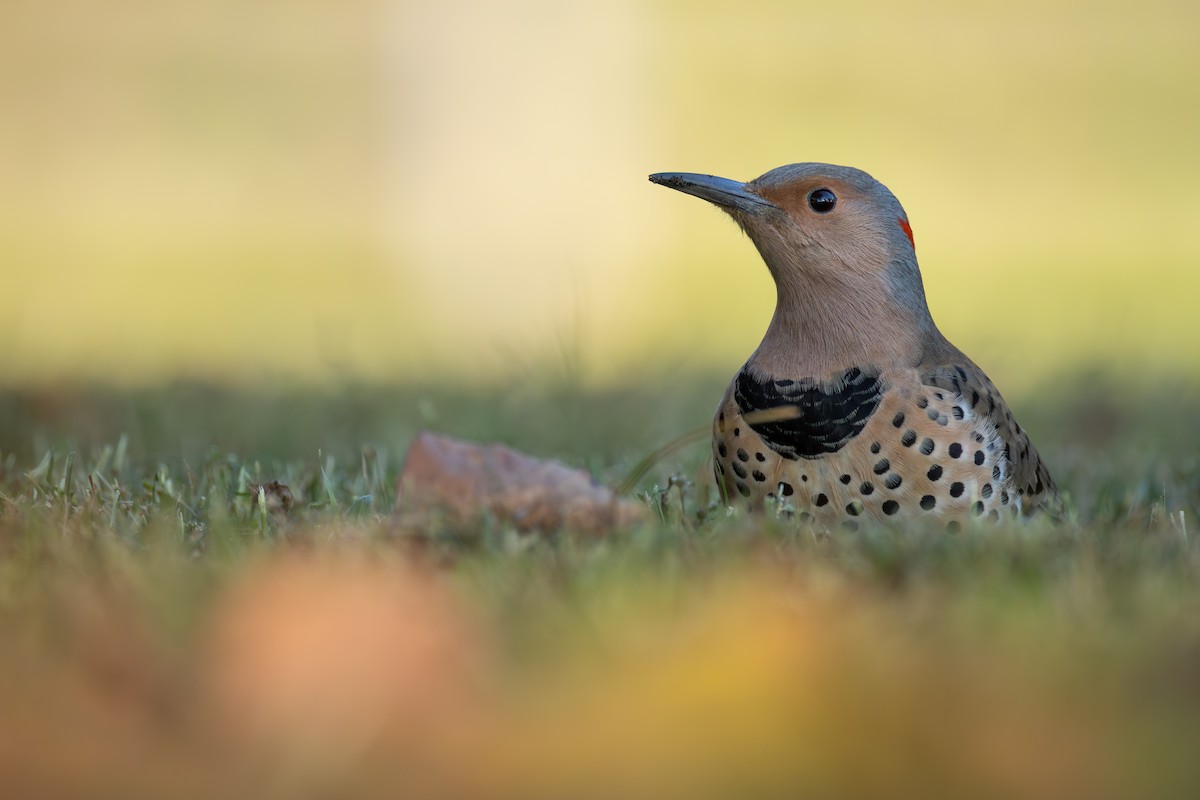 נקר צפון-אמריקני - ML644433249