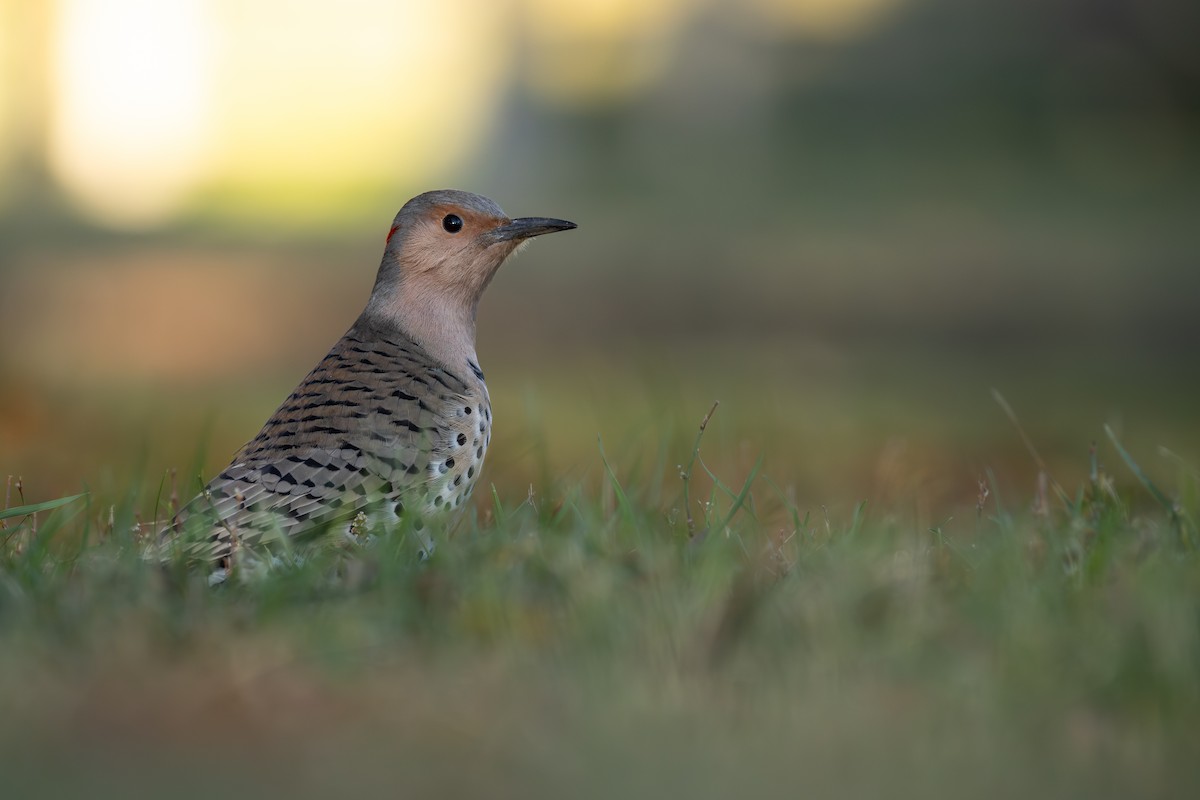 נקר צפון-אמריקני - ML644433250