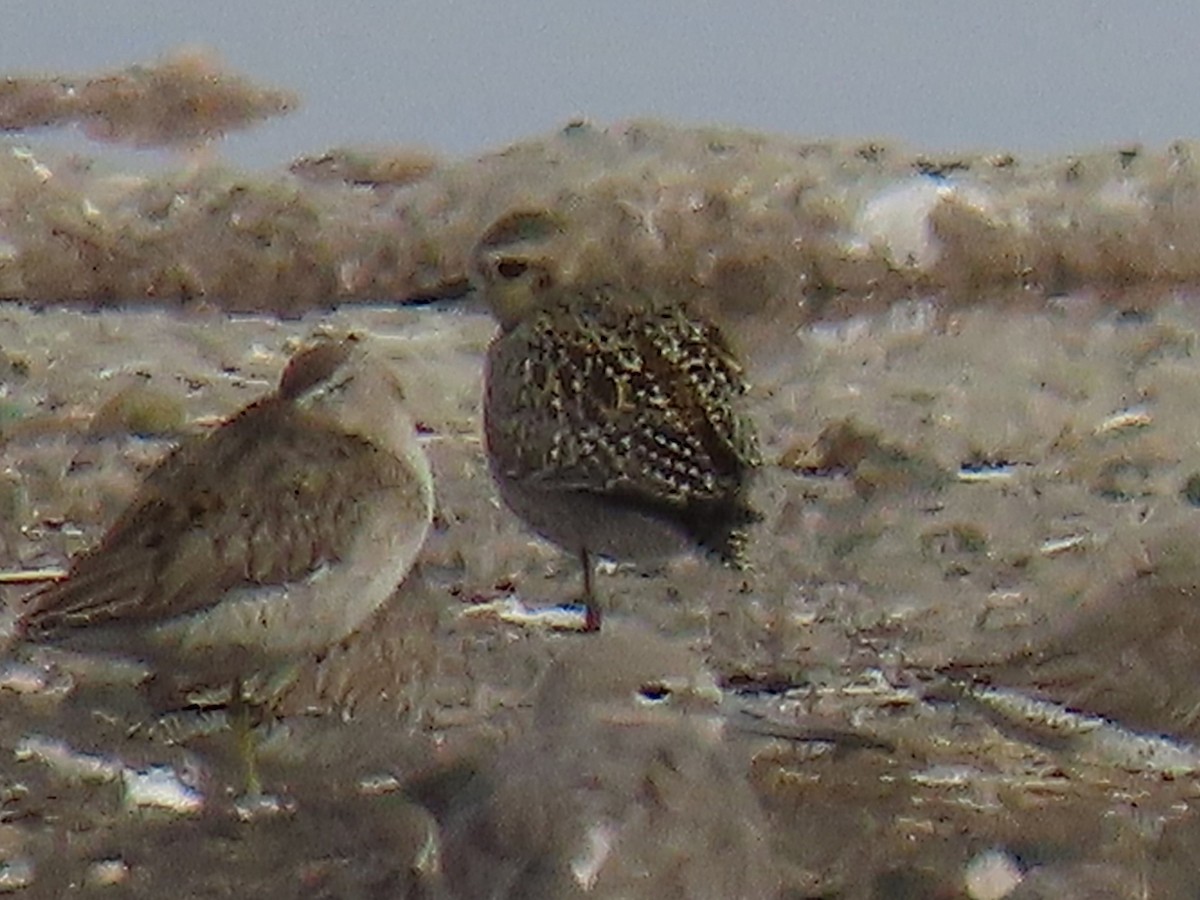 Piviere orientale - ML644433253