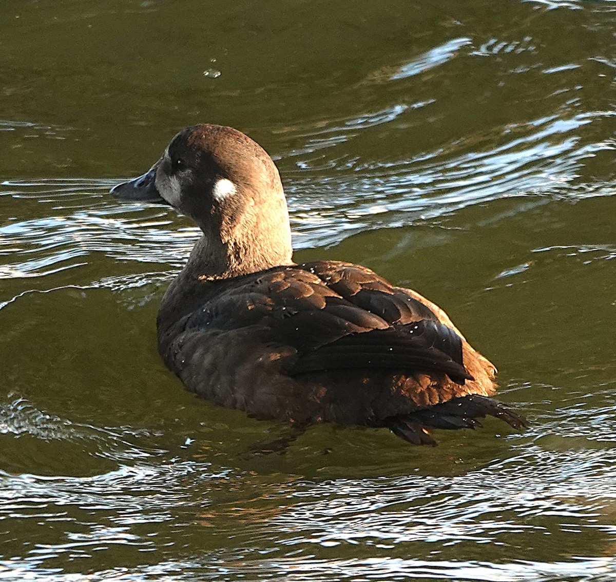 Harlequin Duck - ML644433254