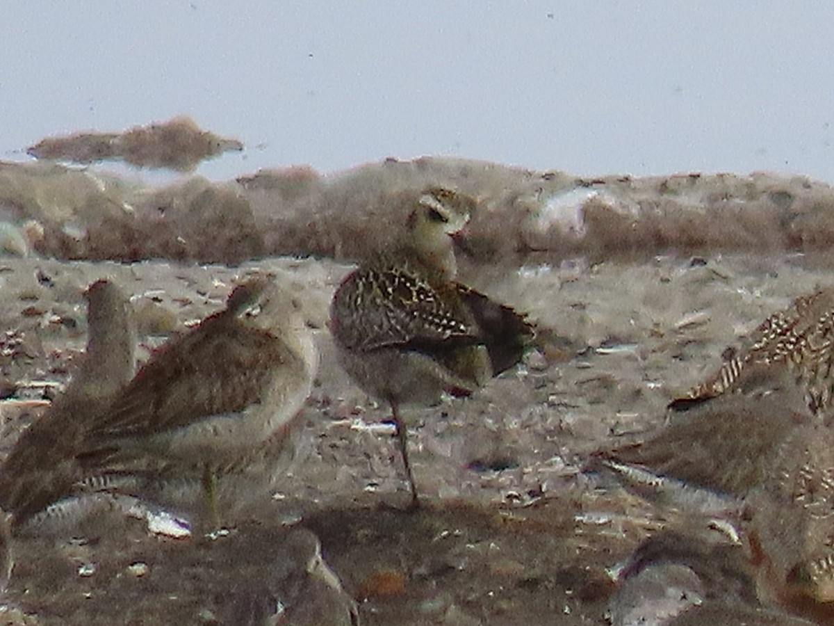 Piviere orientale - ML644433256