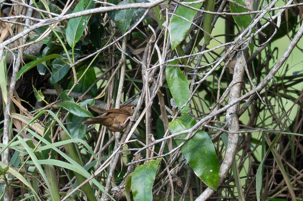 ズアカオオセッカ - ML644433259