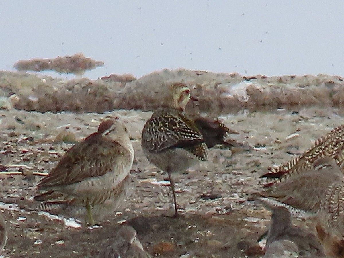 Piviere orientale - ML644433261