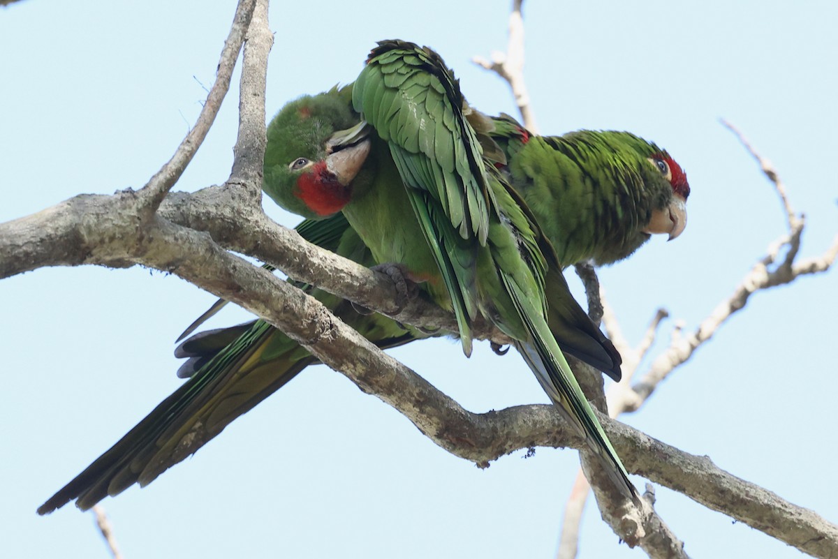 Cordilleran Parakeet - ML644433269