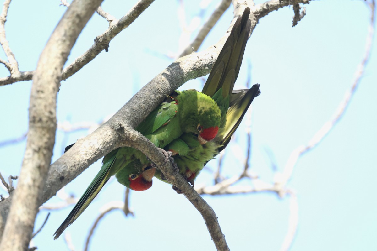 Cordilleran Parakeet - ML644433270