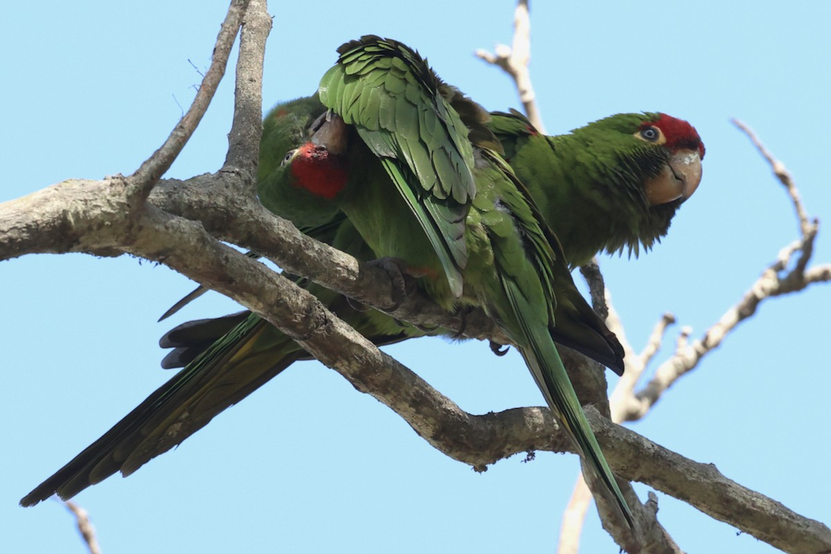 Cordilleran Parakeet - ML644433271