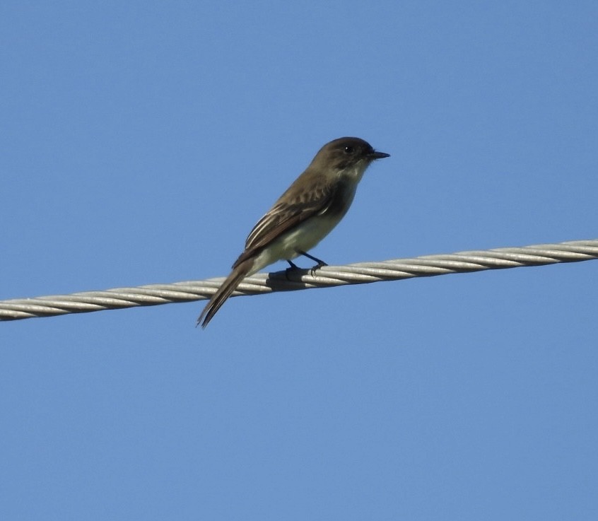 Weißbauch-Phoebetyrann - ML644433276