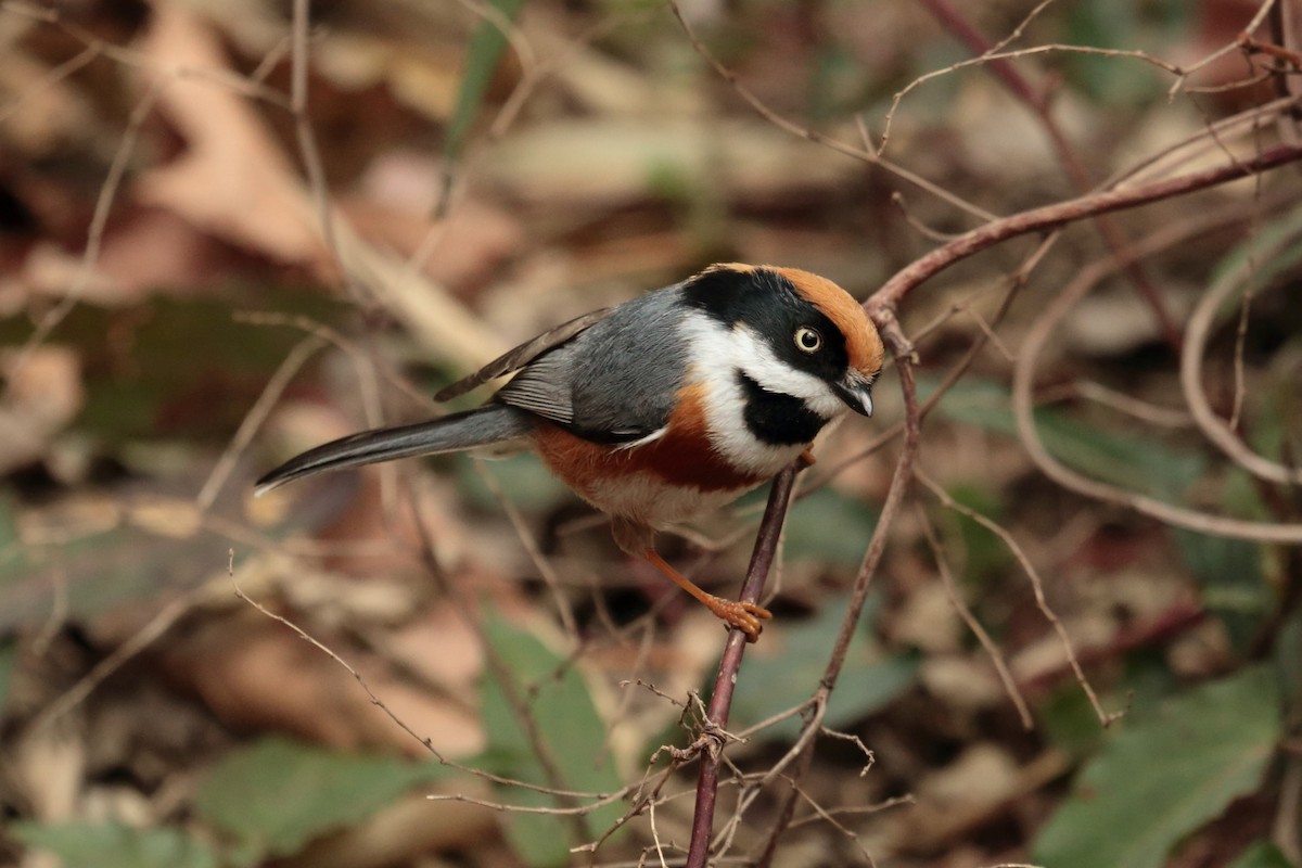 Black-throated Tit - ML644433302