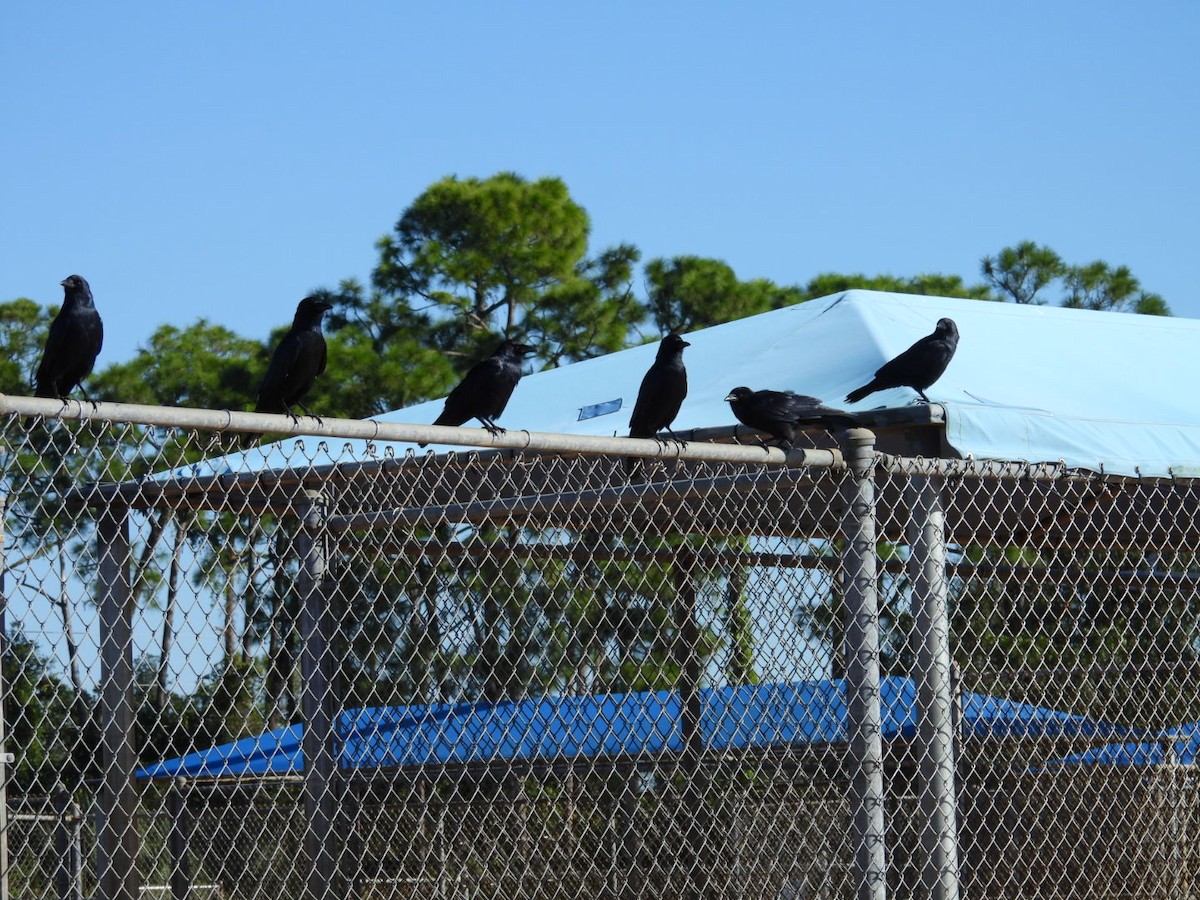 Balıkçı Karga - ML644433318