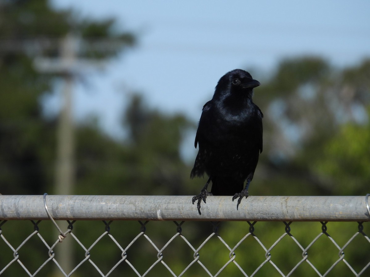 Balıkçı Karga - ML644433319