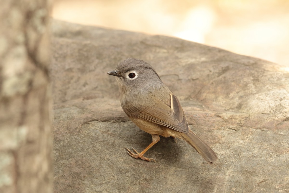 Morrison's Fulvetta - ML644433320
