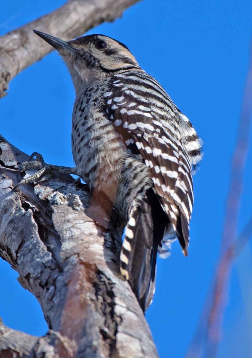 シマアカゲラ - ML644433325