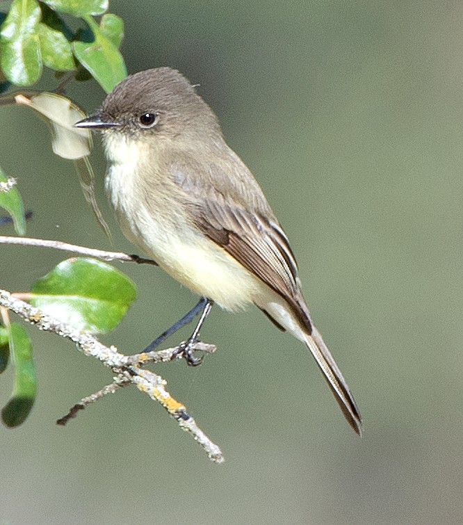 Weißbauch-Phoebetyrann - ML644433335