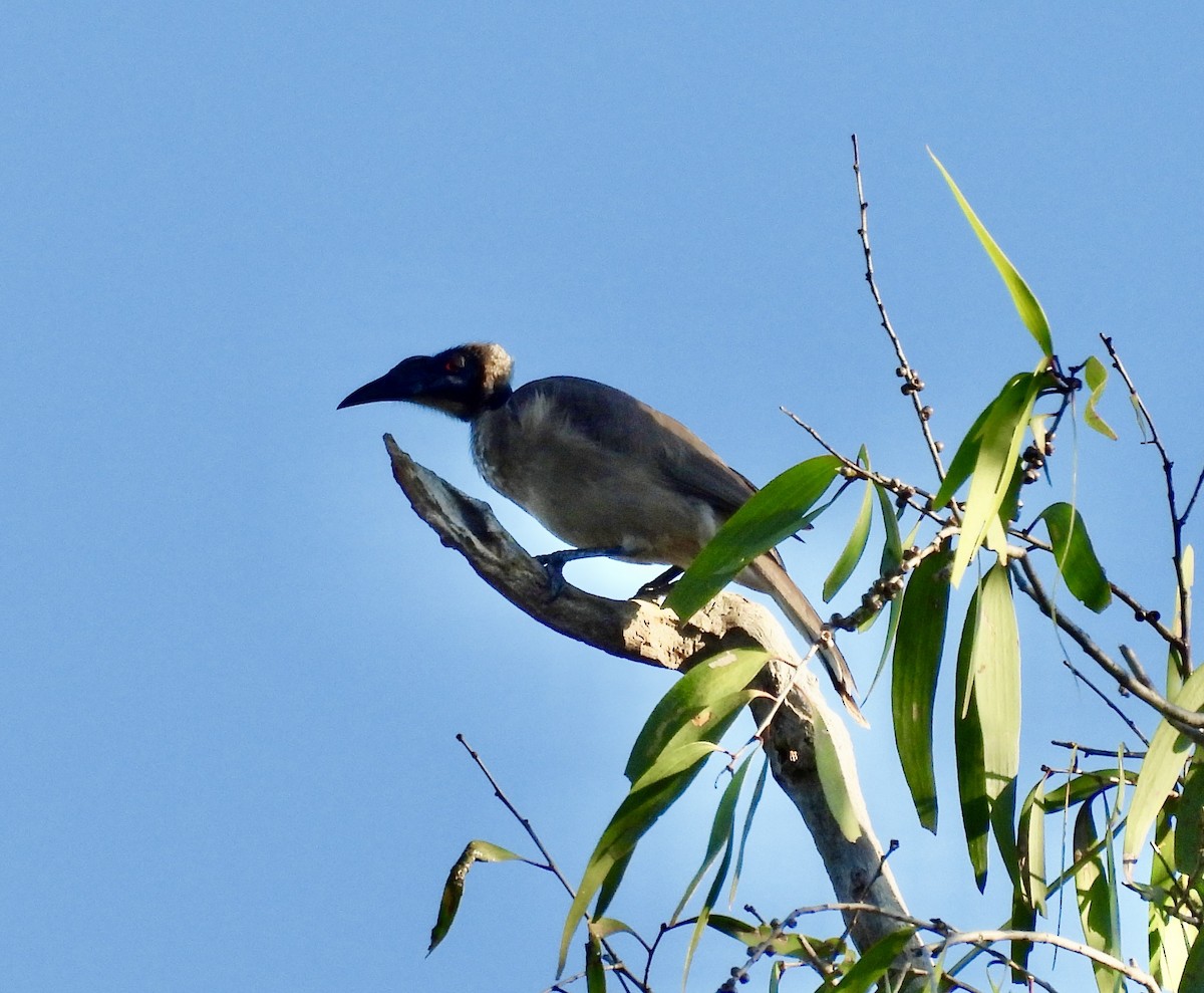 Helmlederkopf - ML644433344