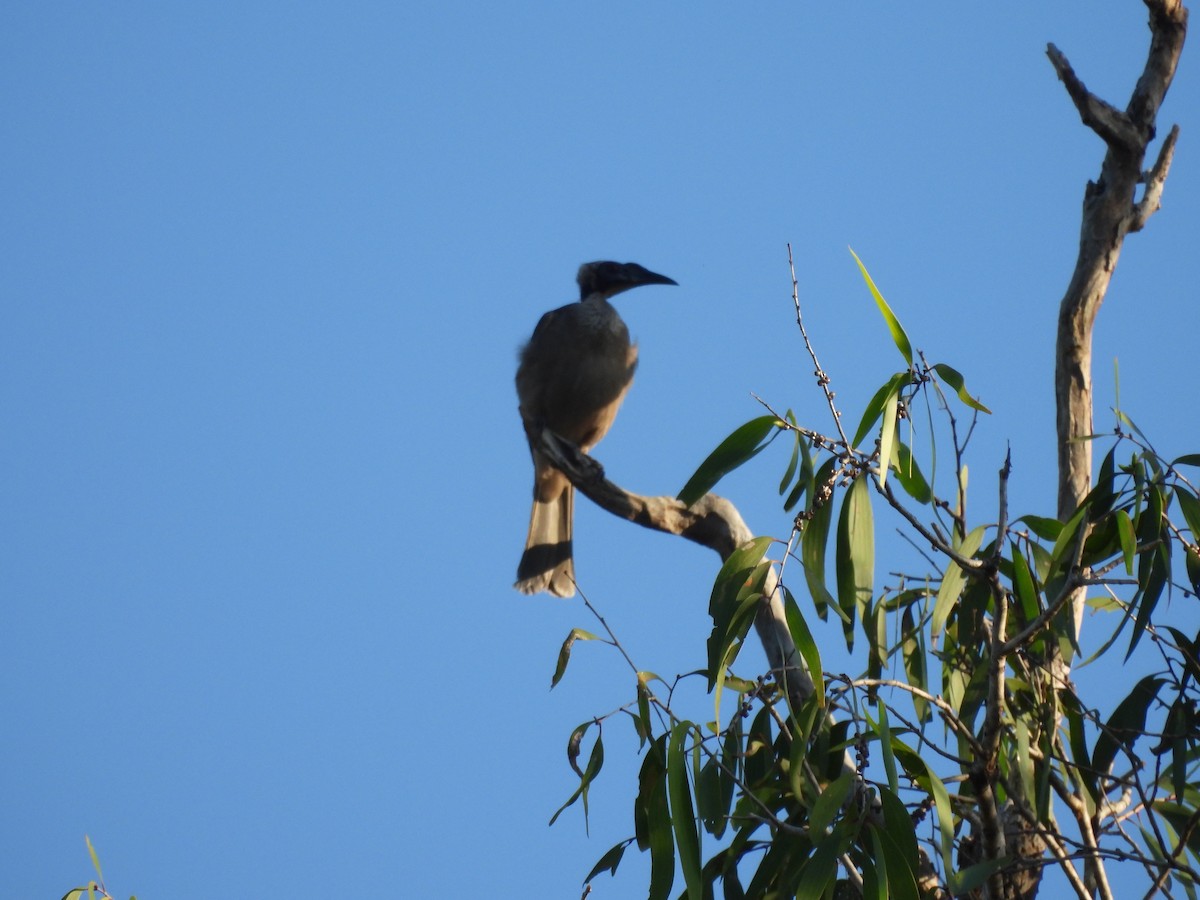 Helmlederkopf - ML644433345