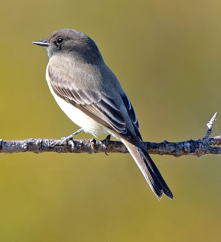 Weißbauch-Phoebetyrann - ML644433346