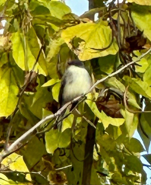 Weißbauch-Phoebetyrann - ML644433359