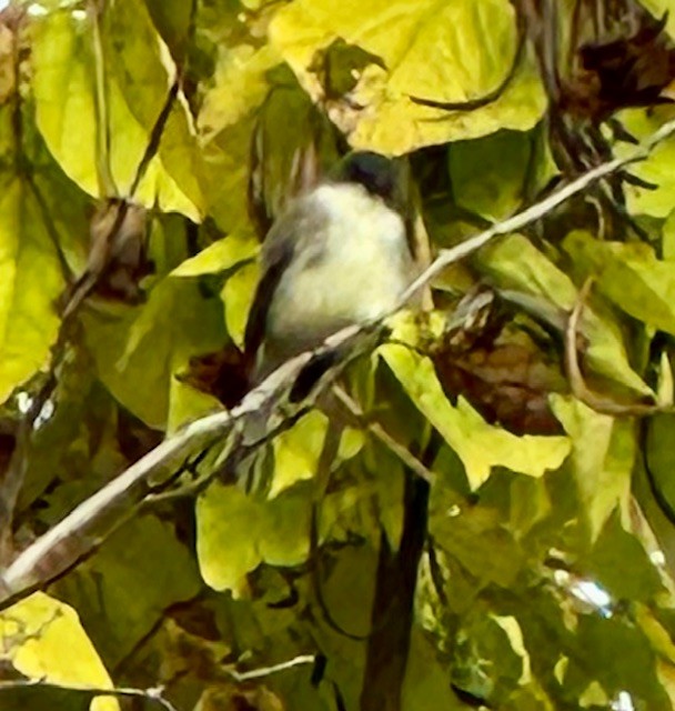 Weißbauch-Phoebetyrann - ML644433360