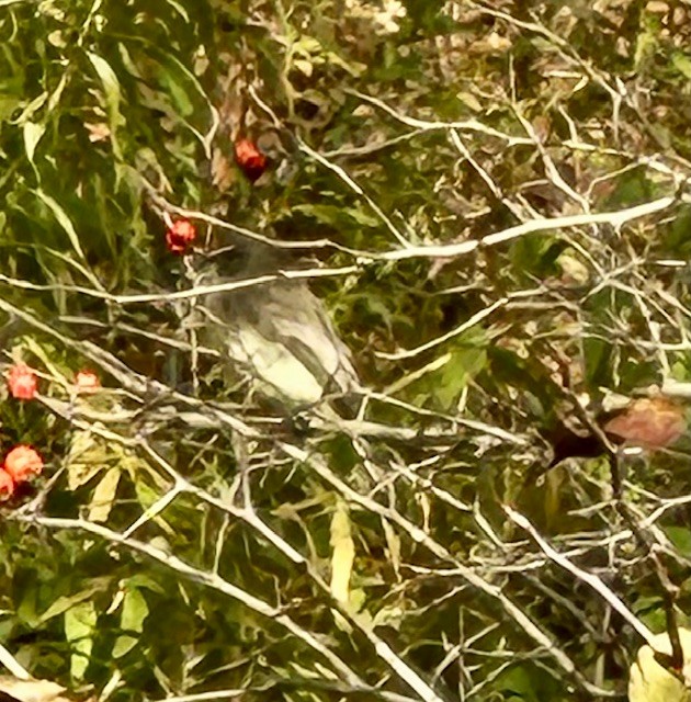 Weißbauch-Phoebetyrann - ML644433361