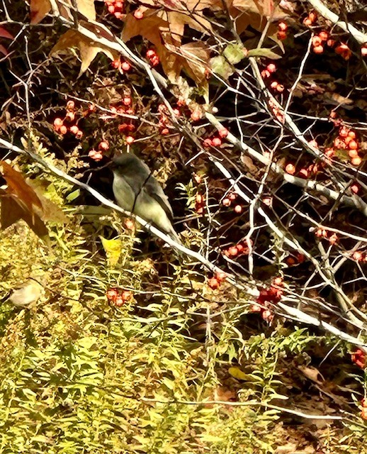 Weißbauch-Phoebetyrann - ML644433362