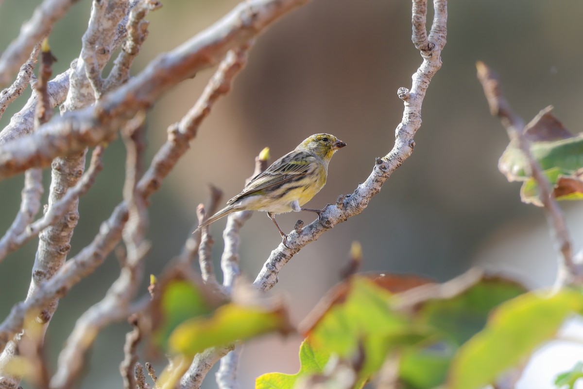 Serin des Canaries - ML644433365