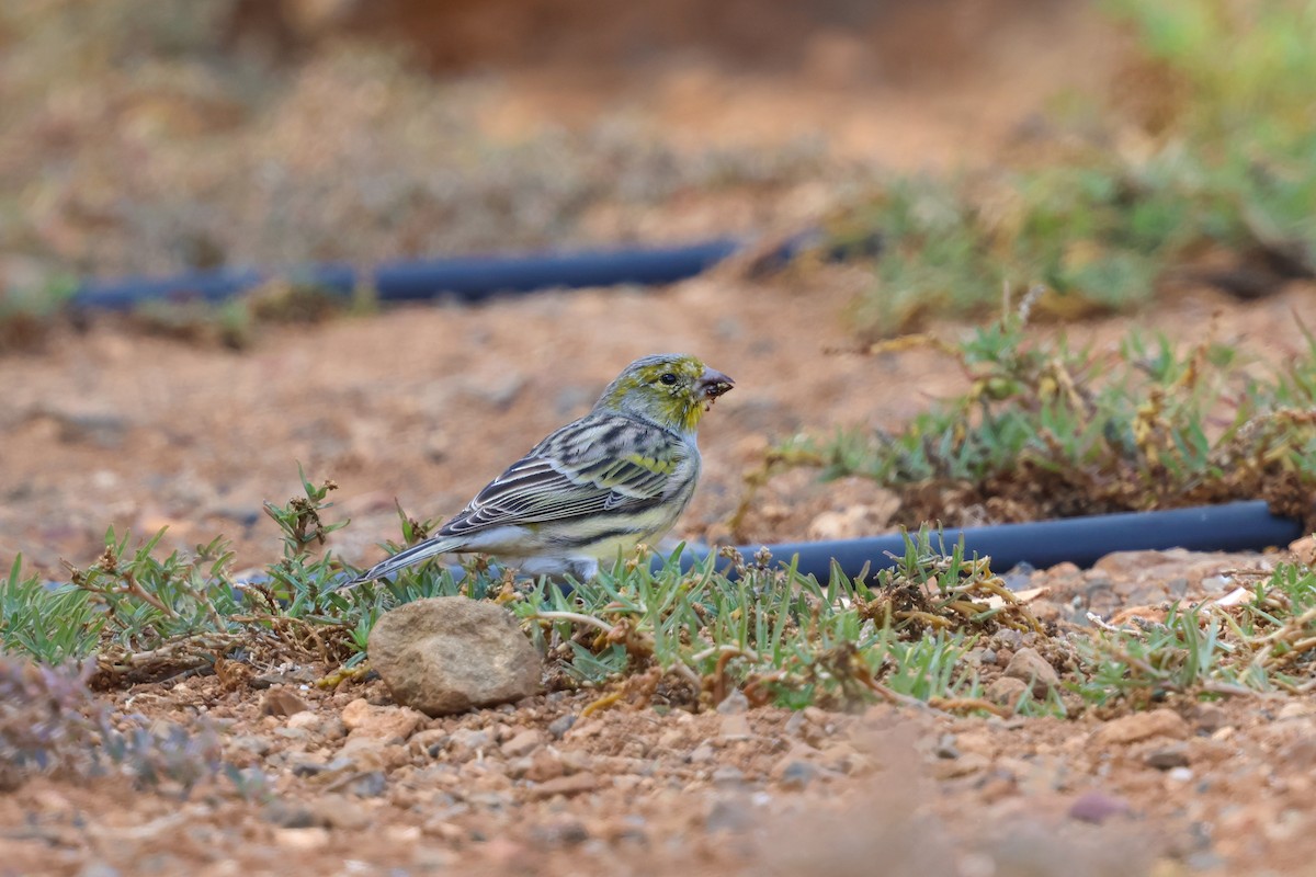 Serin des Canaries - ML644433366