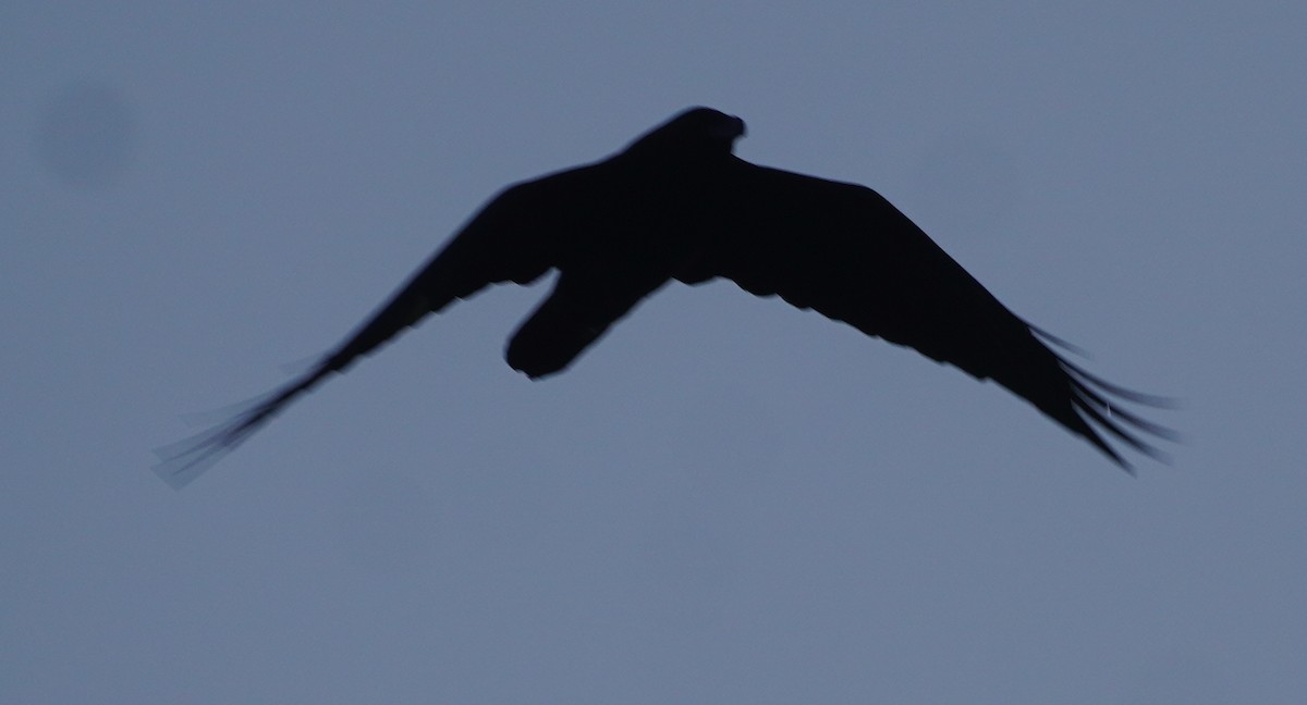 Хон хэрээ - ML644433368