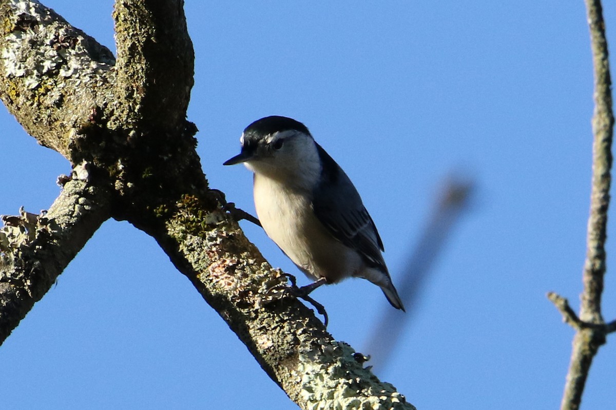 White-breasted Nuthatch - ML644433369